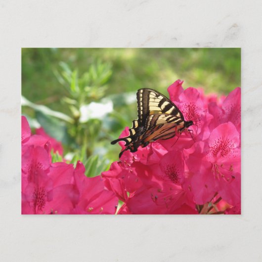 Papillon sur Azalea Nature Floral Carte postale (Devant)