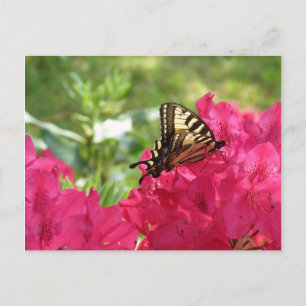 Papillon sur carte postale florale de nature d'aza