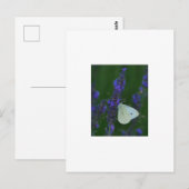 Papillon sur carte postale Lavender (Devant / Derrière)