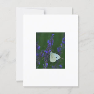 Papillon sur carte postale Lavender