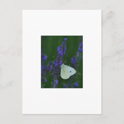 Papillon sur carte postale Lavender (Devant)