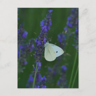 Papillon sur carte postale Lavender