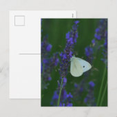 Papillon sur carte postale Lavender (Devant / Derrière)