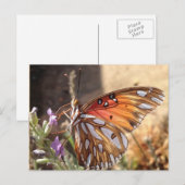 Papillon sur carte postale Lavender (Devant / Derrière)