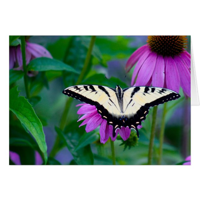 Papillon sur coneflower (Devant Horizontal)