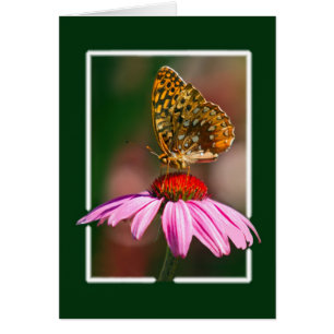Papillon sur confleur pourpre