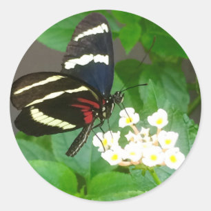 Papillon sur des autocollants de fleurs