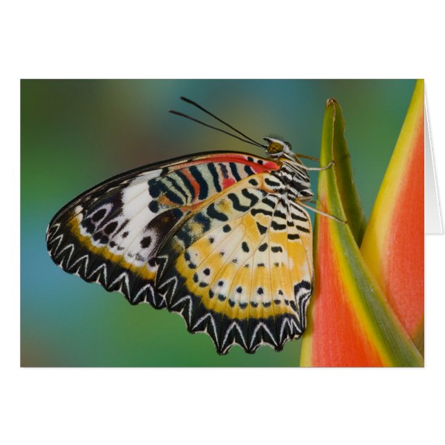 Papillon sur fleur tropicale (Devant horizontal)