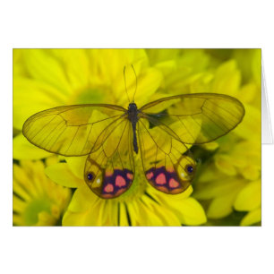 Papillon sur jaune