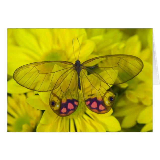 Papillon sur jaune (Devant horizontal)
