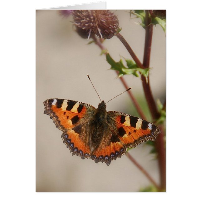 Papillon sur la carte de chardon (Devant)