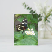 Papillon sur la carte postale de fleurs (Debout devant)