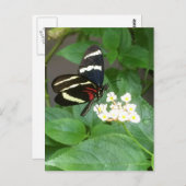 Papillon sur la carte postale de fleurs (Devant / Derrière)