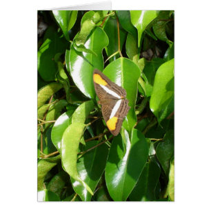 Papillon sur le vert