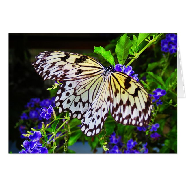 Papillon sur les fleurs bleues (Devant horizontal)