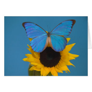 Papillon sur tournesol