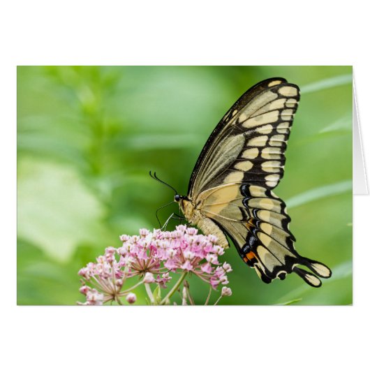 Papillon Sur Une Fleur (Devant horizontal)