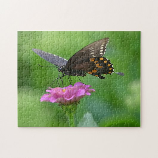 Papillon sur Zinnia Puzzle (Horizontal)