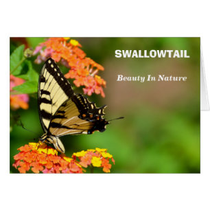 Papillon Swallowtail