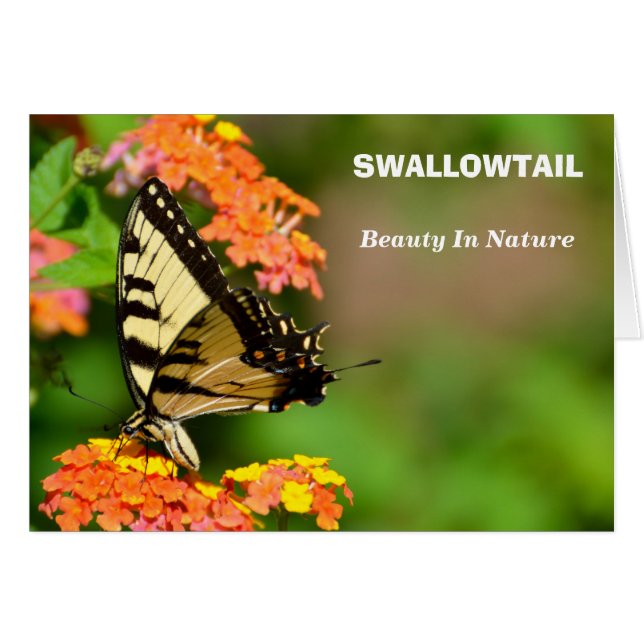 Papillon Swallowtail (Devant horizontal)