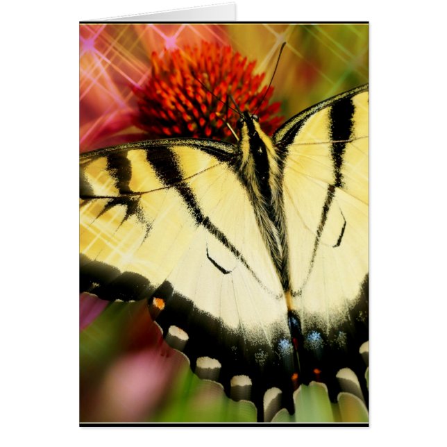 Papillon Swallowtail (Devant)