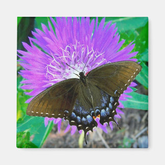 Papillon Swallowtail, Aimant à fleur violet Pixie