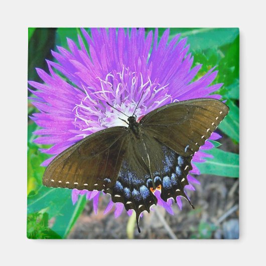 Papillon Swallowtail, Aimant à fleur violet Pixie (Devant)