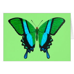 Papillon Swallowtail en vert, turquoise et noir