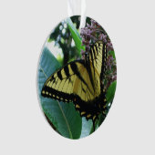 Papillon Swallowtail I sur Asclépiade à Shenandoah (devant)