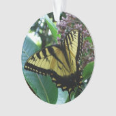 Papillon Swallowtail I sur Asclépiade à Shenandoah (devant)