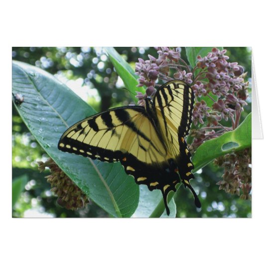Papillon Swallowtail I sur Milkweed à Shenandoah (Devant horizontal)