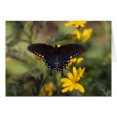 Papillon Swallowtail Springtime (Devant horizontal)