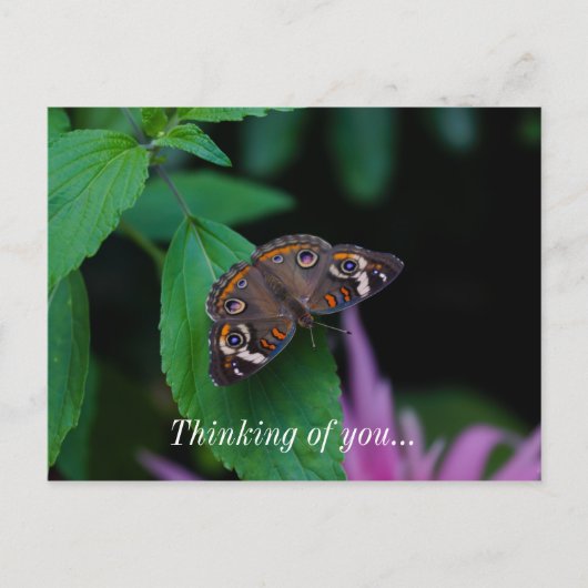 Papillon tacheté Penser De Vous Carte Postale (Devant)