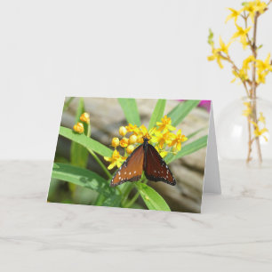 Papillon Tropical Queen, FL - carte