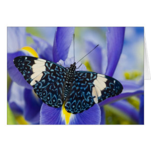 Papillon tropical violet iris