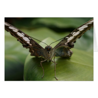 Papillon vert - Blanc à l'intérieur