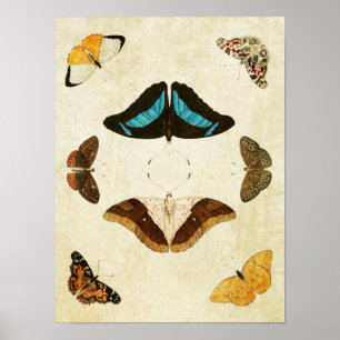Papillon vintage Impression 012