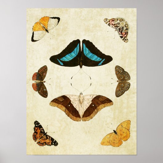 Papillon vintage Impression 012 (Devant)