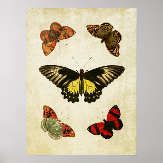 Papillon vintage Impression 025 (Devant)