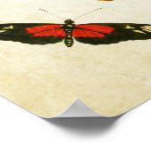 Papillon vintage Impression 034 (Coin)