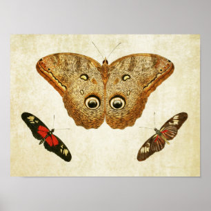 Papillon vintage Impression 034