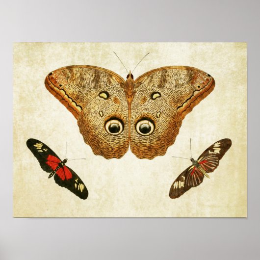 Papillon vintage Impression 034 (Devant)
