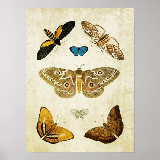 Papillon vintage Impression 046 (Devant)