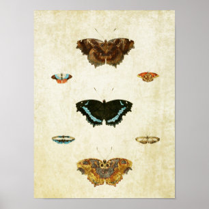 Papillon vintage Impression 047