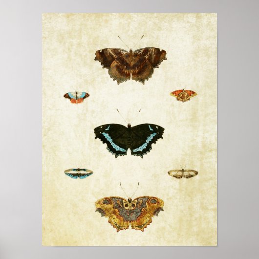 Papillon vintage Impression 047 (Devant)
