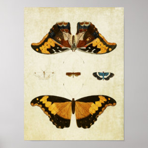 Papillon vintage Impression 056