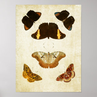 Papillon vintage Impression 057