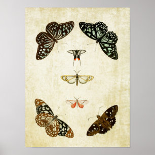 Papillon vintage Impression 059