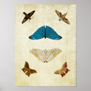 Papillon vintage Impression 061