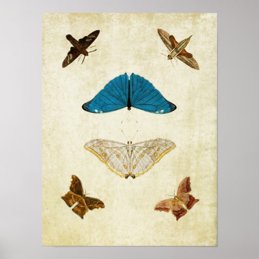 Papillon vintage Impression 061 (Devant)
